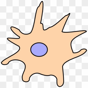 Dendritic Cell Png Clipart , Png Download - Dendritic Cell Clipart, Transparent Png - cells png