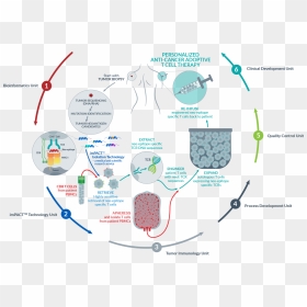 Thumb Image - Cancer Epitope, HD Png Download - cells png