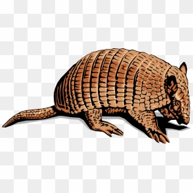 Vector Illustration Of Armadillo "little Armoured One - Mexico Animal Facts, HD Png Download - armadillo png