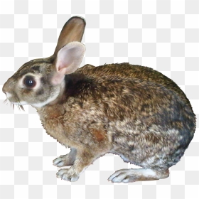 File - Liebre - Liebre Png, Transparent Png - imagenes en png