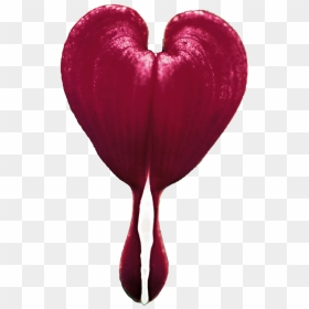 Thumb Image - Bleeding Heart Flower Gif, HD Png Download - bleeding heart png