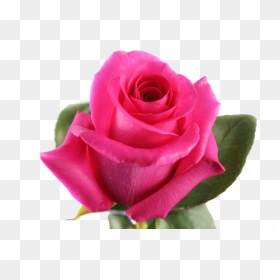 Pink Floyd , Png Download - Bestflowers, Transparent Png - pink floyd png