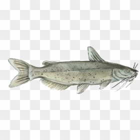 Harvest Select Catfish , Png Download - Portable Network Graphics, Transparent Png - catfish png