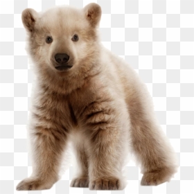 Bear Cub Png, Transparent Png - bear cub png