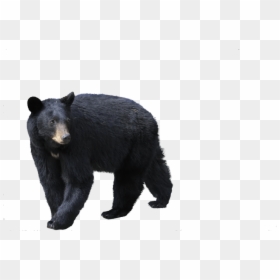 Black Bears With White Background, HD Png Download - bear cub png