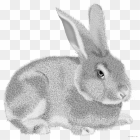 Transparent Background Rabbit Clipart, HD Png Download - bunny tail png