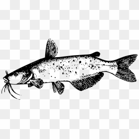 Catfish Clip Arts, HD Png Download - catfish png