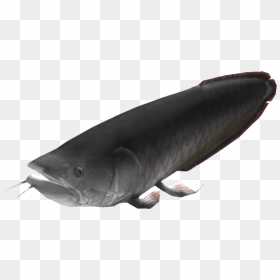 Catfish , Png Download - Bony-fish, Transparent Png - catfish png