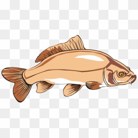 Common Carp Catfish Carp Fishing Free Commercial Clipart - Carp Clipart, HD Png Download - catfish png