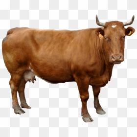 Brown Cow Png, Transparent Png - cows png