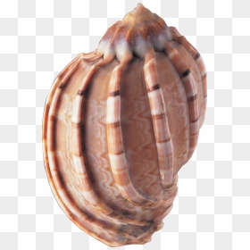 Sea Shells , Png Download - Sea Shells, Transparent Png - shells png