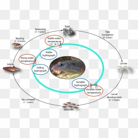 Life Cycle Of Eel-tailed Catfish - Reproductive Cycle Of Catfish, HD Png Download - catfish png