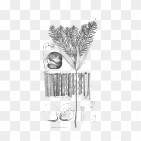 Plate One -, HD Png Download - plates png