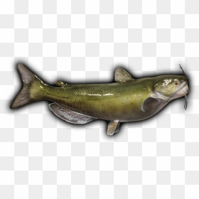 Salmon Mount Png - Sardine, Transparent Png - catfish png