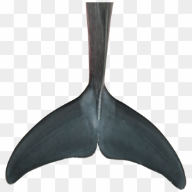 Fin Png , Png Download - Garden Tool, Transparent Png - fin png