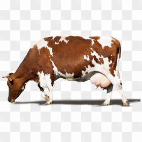 Dairy Cow, HD Png Download - cows png