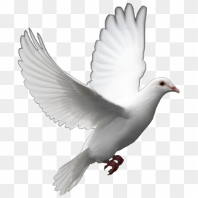 Funeral Dove Release Can Supp - Dove Bird Transparent Background, HD Png Download - funeral png