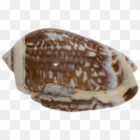 Shell, HD Png Download - shells png