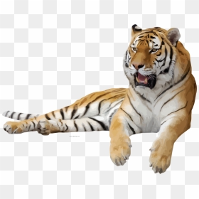 Transparent Background Tiger Png, Png Download - tigger png