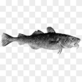 Catfish Drawing Realistic - Drawing, HD Png Download - catfish png