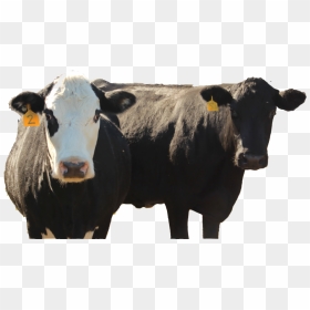 2 Cows Trweb - Dairy Cow, HD Png Download - cows png