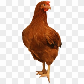 Brown Chicken Png Image Background - Chicken Png Transparent Background, Png Download - chicken.png