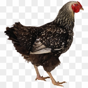 Chicken Png Image - Chicken Icon, Transparent Png - chicken.png