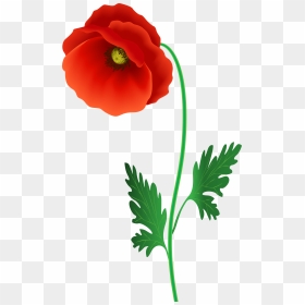 Poppy Flower Png Clipart Image - Poppy Flower Png, Transparent Png - floral clipart png