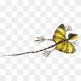 Southern Flying Lizard - Transparent Flying Lizard Png, Png Download - draco png