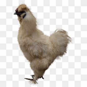 Chicken Png Image - Chicken, Transparent Png - chicken.png
