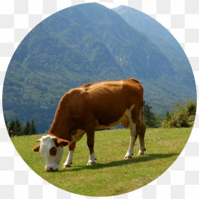 Grazing - Dairy Cow, HD Png Download - cows png