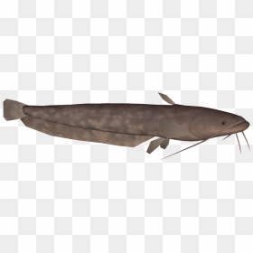 Amurcatfish - Zoo Tycoon 2 Catfish, HD Png Download - catfish png