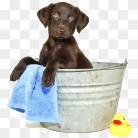 All Grooming Appointments Include - Dog Wash Event, HD Png Download - bath png