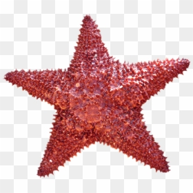 Starfish Png Image - Starfish Png, Transparent Png - star fish png