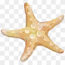 Starfish Png Background - Star Fish Clip Art Free, Transparent Png - star fish png