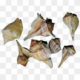 Conch, HD Png Download - shells png