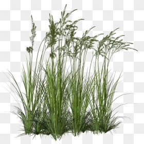 Long Grass Png Image Background - Transparent Background Tall Grass Png, Png Download - long grass png