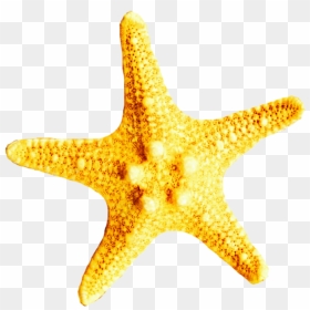 Starfish Clipart Yellow, Starfish Yellow Transparent, HD Png Download - vhv