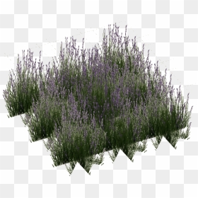 Thumb Image - Portable Network Graphics, HD Png Download - long grass png