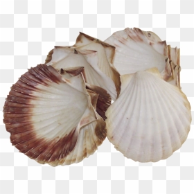 Natural Sea Scallop Shells For Baking Large Set Of - Cockle, HD Png Download - shells png