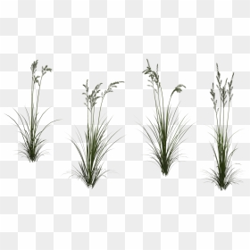 Grass Clipart Tall Grass - Portable Network Graphics, HD Png Download - long grass png