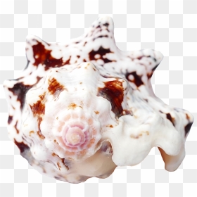 Travel, Sea Shells Ocean Beach Vacation Sea Shells - Seashell, HD Png Download - shells png