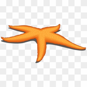 Clipart Of Owner, Compound And Starfish The - Starfish, HD Png Download - star fish png