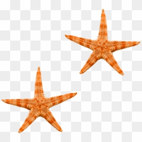 Starfish Png - Ocean Star Png, Transparent Png - star fish png