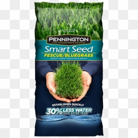 Pennington Smart Seed Fescue Blue - Pennington Kentucky Bluegrass Seed, HD Png Download - long grass png