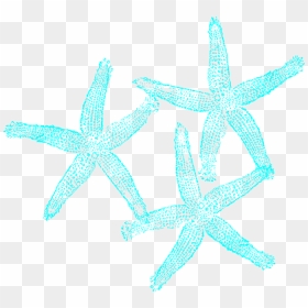 Turquoise Starfish Clipart - Turquoise Coral Clipart, HD Png Download - star fish png
