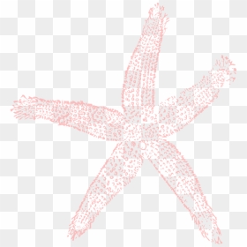 Coral Starfish Png - Fish Clip Art, Transparent Png - star fish png