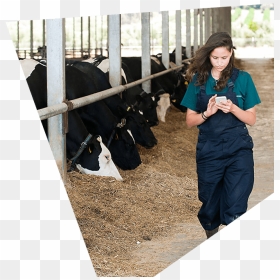 Dairy Cow, HD Png Download - cows png