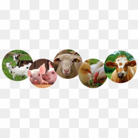 Ddgs Corn - Cows - Cattle Egret, HD Png Download - cows png