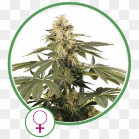 Cannabis, HD Png Download - draco png
